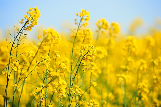 Canola Arrangement